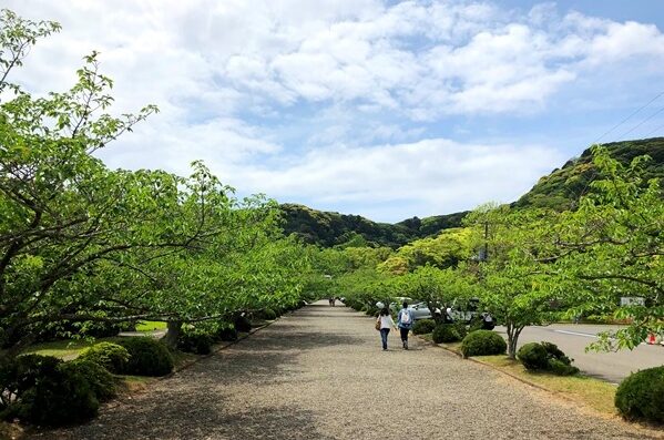 ▲夏季一片綠意盎然的安房神社參道