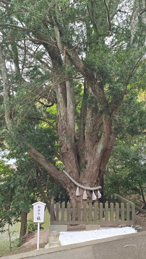 ▲來到安房神社一定要好好感受御神木的靈氣和芬多精