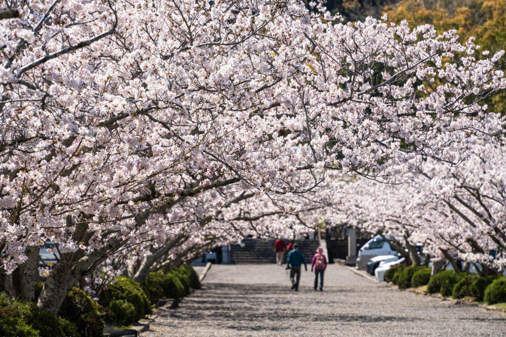 ▲想看到櫻花盛開的安房神社，建議在四月底來訪