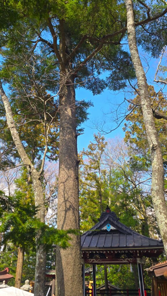 日本三大金運神社_新屋山神社濃濃的綠色芬多精是新屋山神社迷人之處